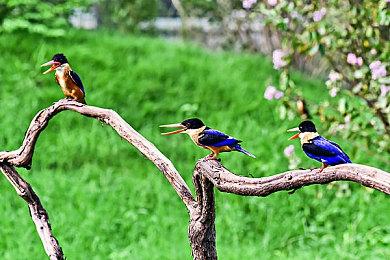 《潜水员戴夫》Switch版10＆26推出 原汁原味体验